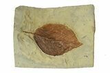 Fossil Leaf (Beringiaphyllum) - Montana #269389-1